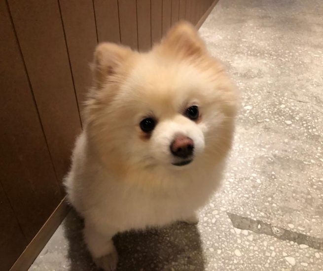 Hayvan Destekli Terapi