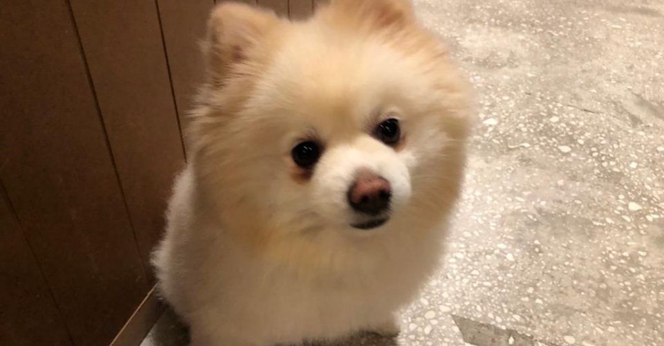 Hayvan Destekli Terapi