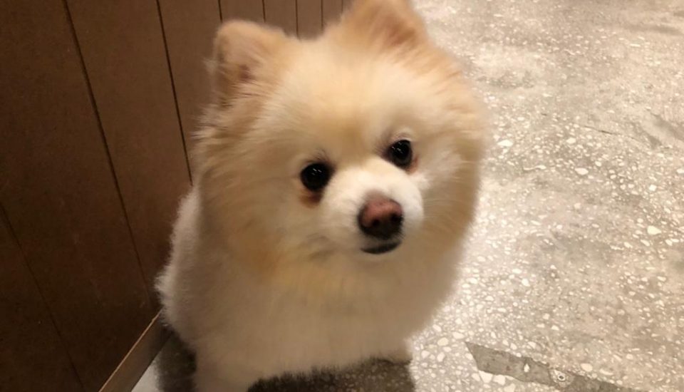 Hayvan Destekli Terapi